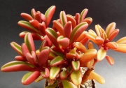 Пеперомия (Peperomia Graveolens)
