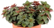 Пеперомия (Peperomia Rubella)