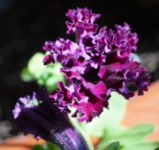 Петуния  каскадна (Petunia Priscilla)