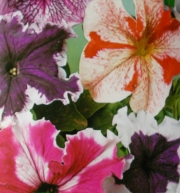 Петуния, семена (Petunia grandiflora)