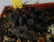 Пирокактус (Pyrrhocactus taltalensis)
