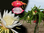 Питахая, Драконов плод, семена (Hylocereus undutatus, Pitahaya)