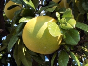 Помело (Citrus grandis)