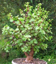 Портулакария (Portulacaria afra)