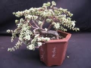 Портулакария (Portulacaria afra variegata)