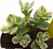 Портулакария (Portulacaria afra variegata)