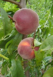Праскова Елегант Лейди (Prunus persica Peach Elegant Lady)