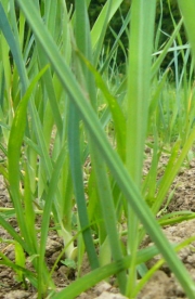 Мини Праз, семена (Leek F1 Flextan Hybrid Leek Mini Veg)