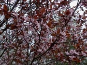 Прунус, червенолистна слива (Prunus Pisardi Nigra)