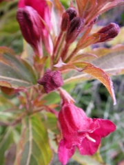 Пъстролистна Вайгела (Weigela Variegata)