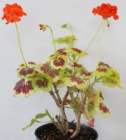 Пъстролистно Мушкато (Pelargonium)
