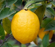 Лимон, голям (Lemon)
