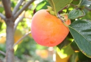 Райска ябълка Костата (Malus diospyros)