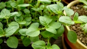 Риган (Origanum majorana)