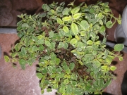 Риган (Origanum variegated)