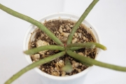 Рипсалис (Rhipsalis)
