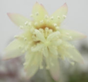 Рипсалис (Rhipsalis)