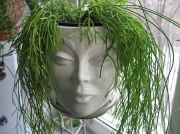 Рипсалис (Rhipsalis cassutha)