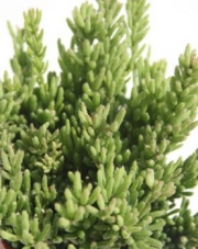 Рипсалис (Rhipsalis mesembryanthemoides)