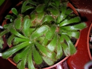Росянка, дросера (Drosera rotundifolia)
