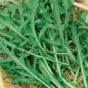 Рукола шроколистна семена (Eruca sativa cultivata)