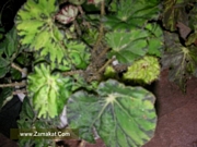 Тигрова Бегония (Begonia tiger)