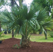 Сабал минор (Sabal minor)