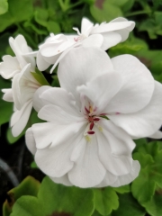 Сакъзче бяло (Pelargonium peltatum)