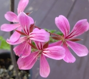 Сакъзче розово (Pelargonium)