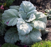 Салвия (Salvia argentea)