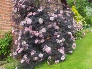 Самбукус нигра (Sambucus nigra)