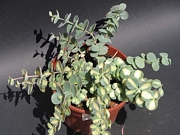 Седум сиеболди (Sedum sieboldii variegata)