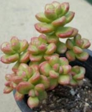 Седум луцидум (Sedum lucidum Obesum)