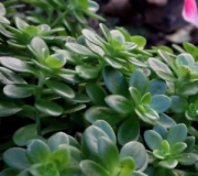 Седум Палматум (Sedum palmatum)