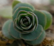 Седум (Sedum)