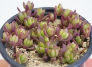 Седум (Sedum)