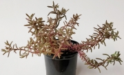 Седум (Sedum)
