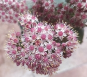 Седум (Sedum)