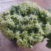 Седум (Sedum)