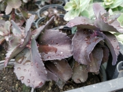 Седум (Sedum)