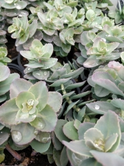 Седум (Sedum)