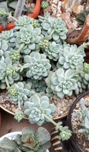 Седум - 1 розетка (Sedum clavatum)