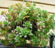 Седум (Sedum CONFUSUM)