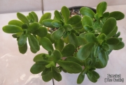 Седум (Sedum confusum)