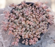 Седум (Sedum dasyphyllum Lilac Mound)