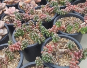 Седум (Sedum furfuraceum)
