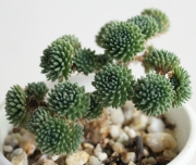 Седум (Sedum multiceps)