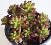 Седум (Sedum rubrotinctum)
