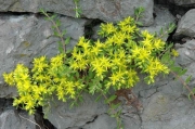 Седум (Sedum sarmentosum)