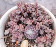 Седум, Семпервивум (Sedum, Sempervivum)